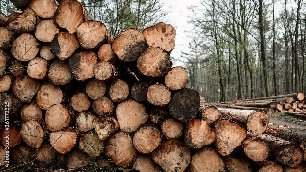 Baumstammstapel im Wald