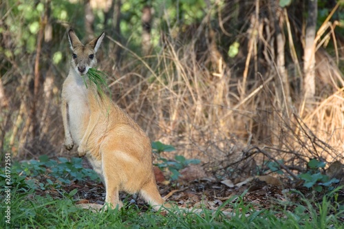 Kangaroo Breakfast