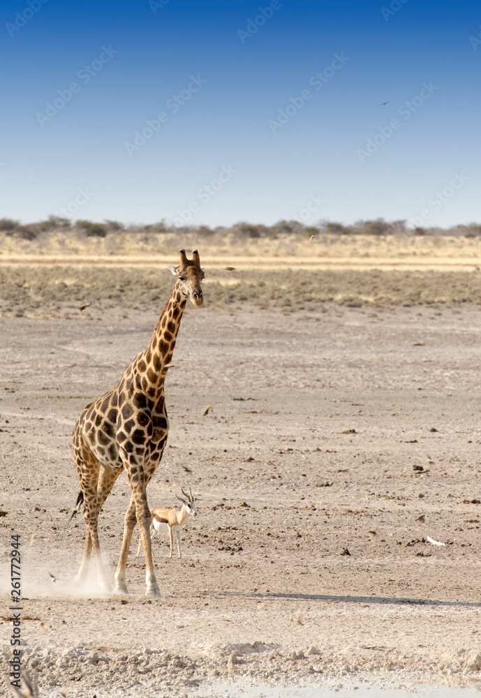 Obraz premium Lonely giraffe in Namibian savanna