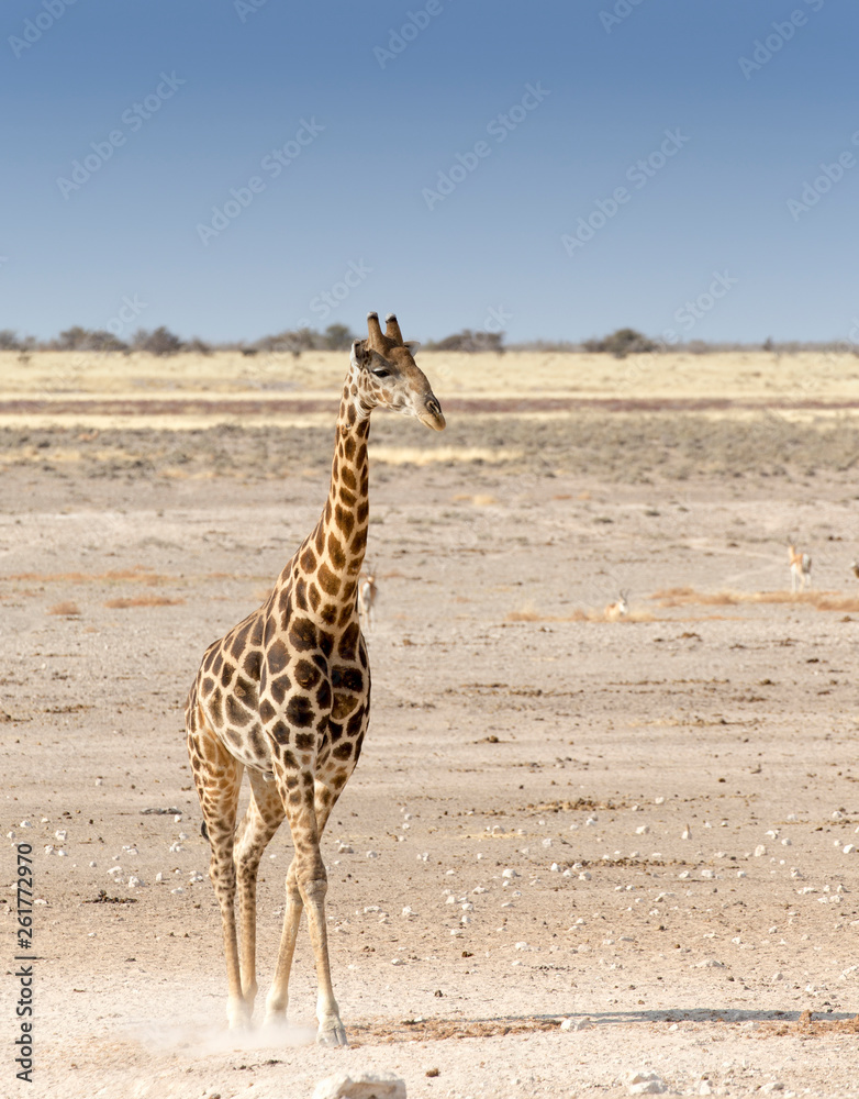 Obraz premium Lonely giraffe in Namibian savanna