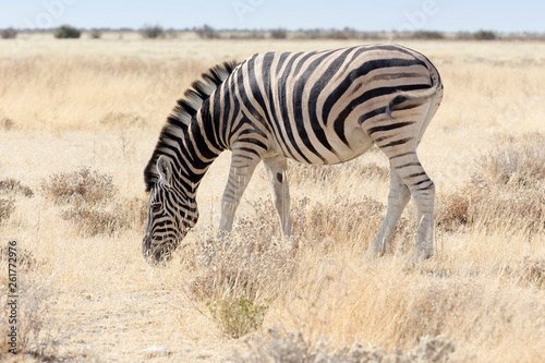 Zebra standing in the savannah