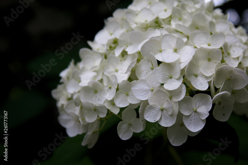 Hydrangea