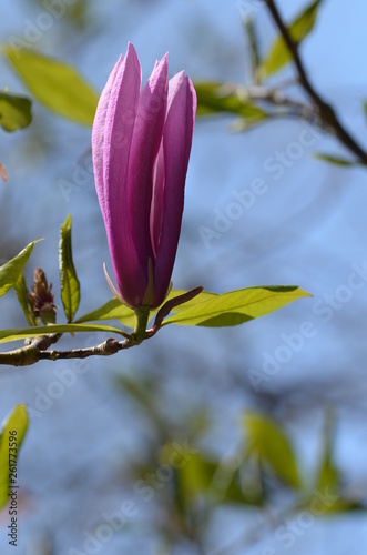 pink magnolia flowers