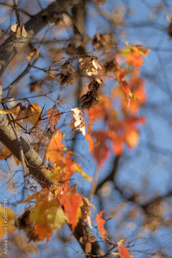 Autumn colors closeup