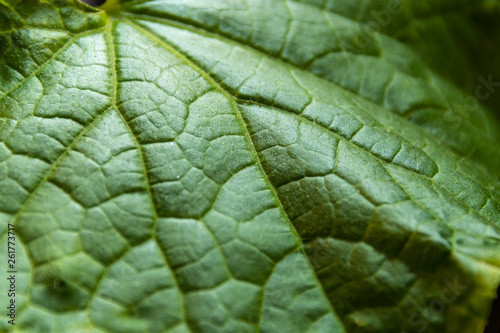 grünes Gurkenblatt mit grafischen Mustern