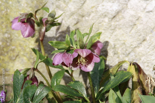 lenzrosen vor sandsteinmauer in der sonne photo