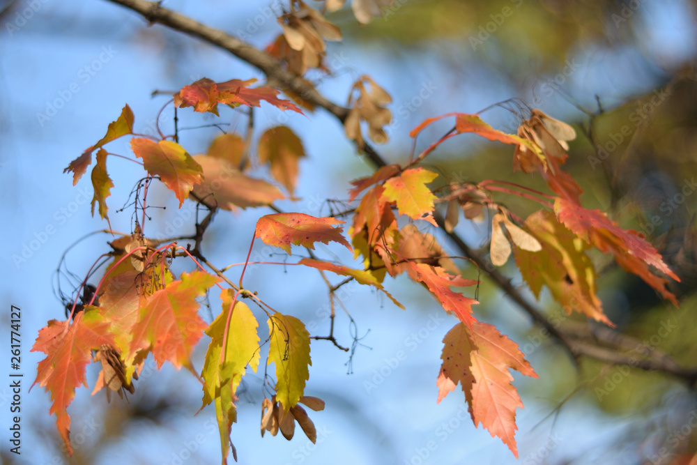 Autumn colors closeup Autumn colors closeup