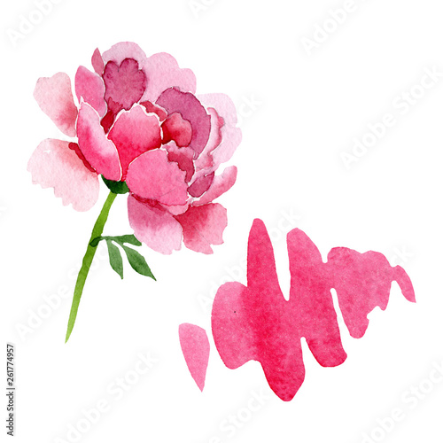 Fototapeta Naklejka Na Ścianę i Meble -  Pink peony floral botanical flowers. Watercolor background illustration set. Isolated peonies illustration element.