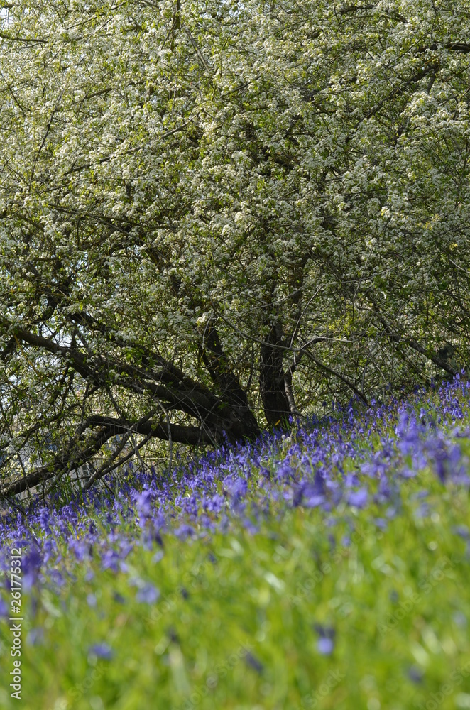 Naklejka premium prairie blanche et violette