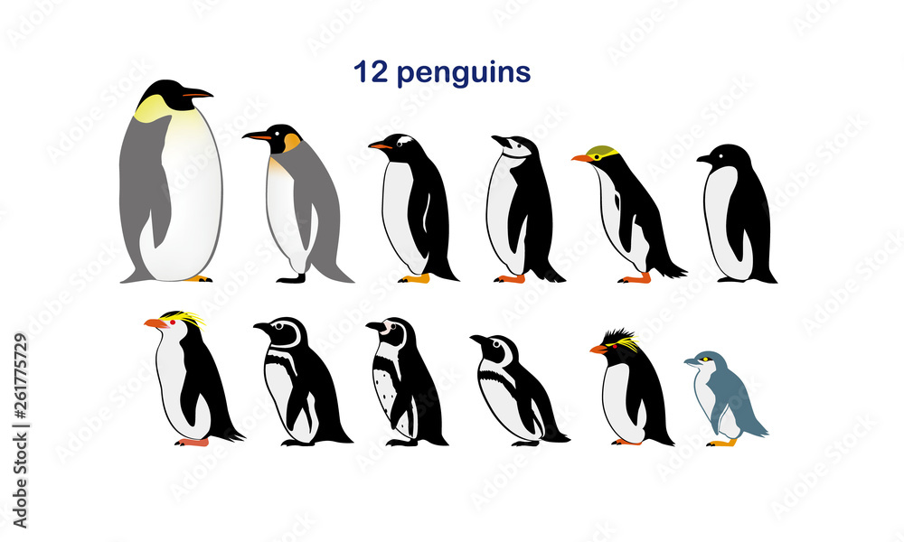 Obraz premium 12ペンギン