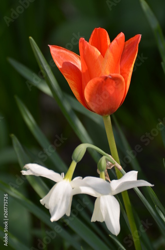 tulipe