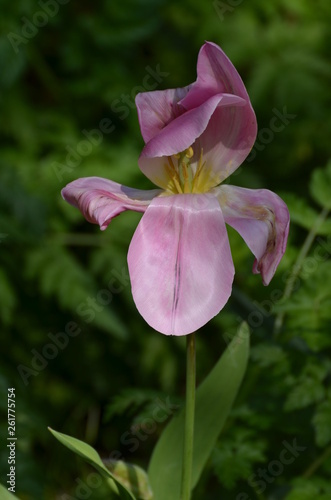 tulipe rose