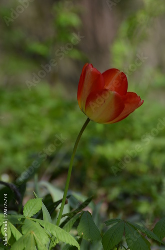tulipe orange