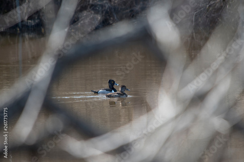 Ring Necked Duck Couple photo