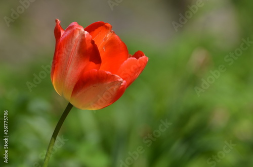 tulipe orange