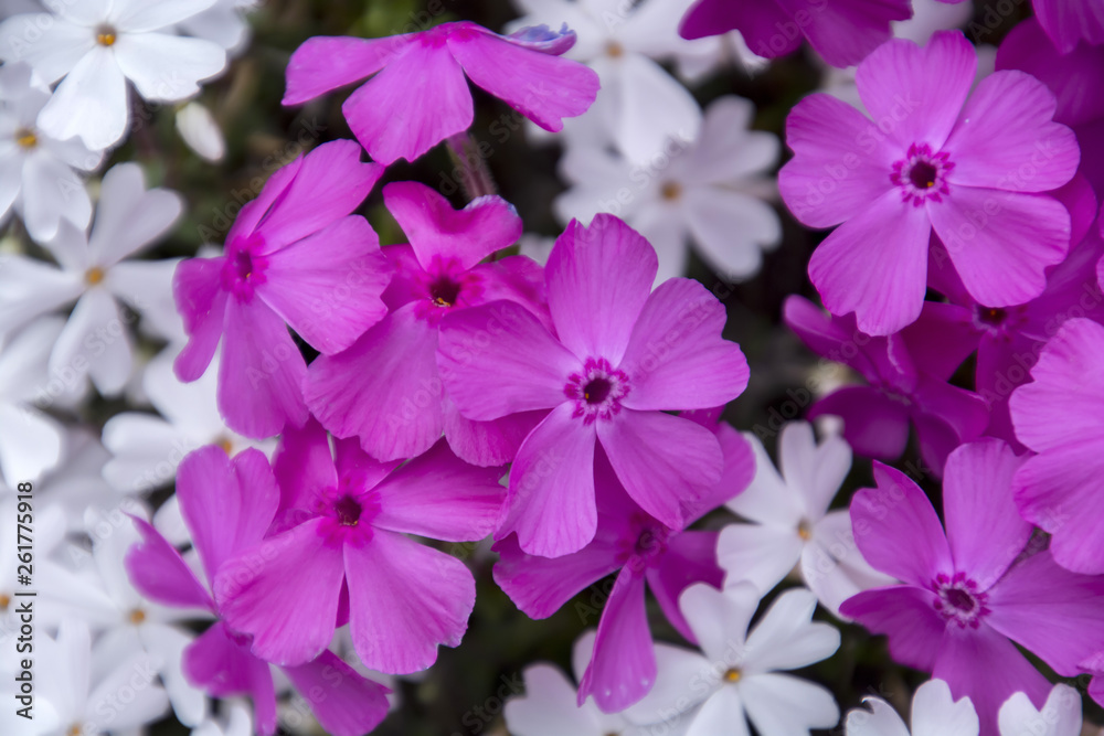 Fototapeta premium Phlox Subulata; Moss Phlox