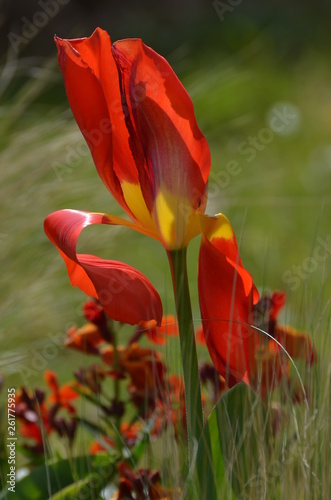 tulipe au vent 
