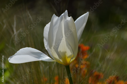 tulipe au vent