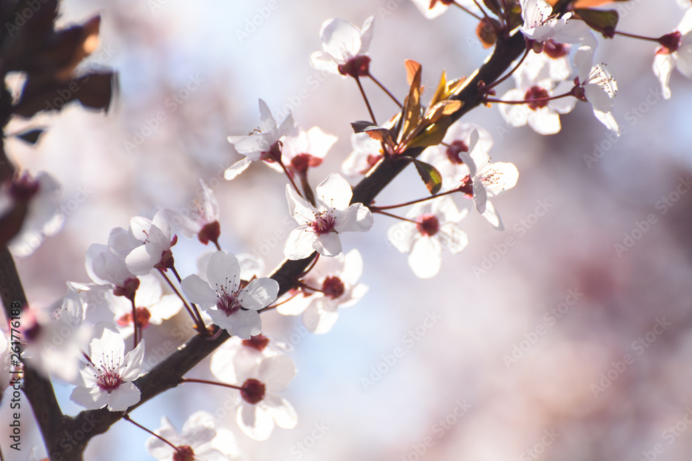 Spring blossom, Spring background. Cherry tree blossom into the sun Spring blossom, Spring background. Cherry tree blossom into the sun