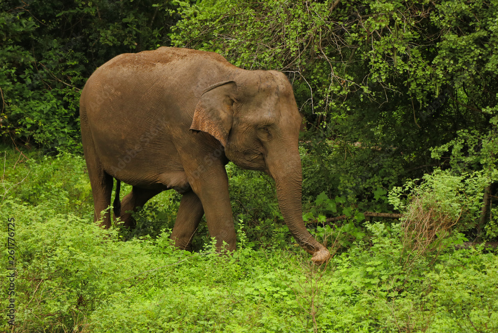 Wild Elephant in Forest Sri Lanka