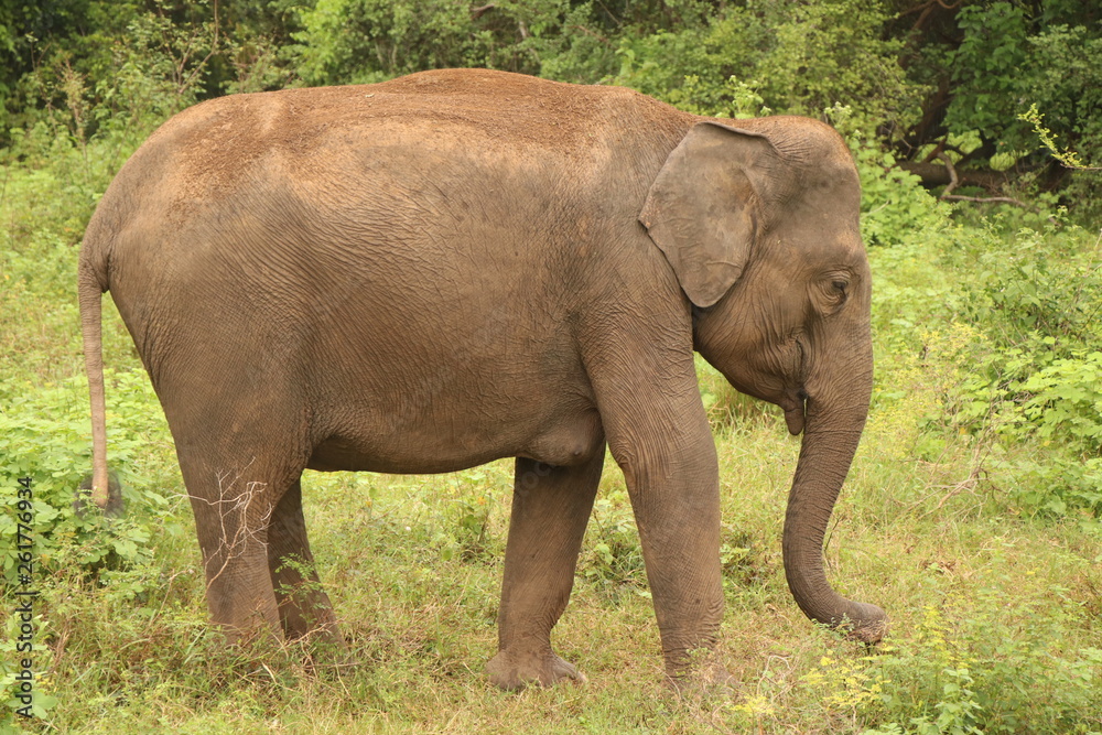 elephant in srilankan forest 