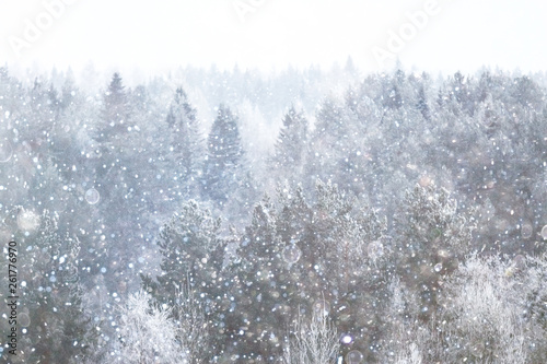 Snow-covered winter russian forest