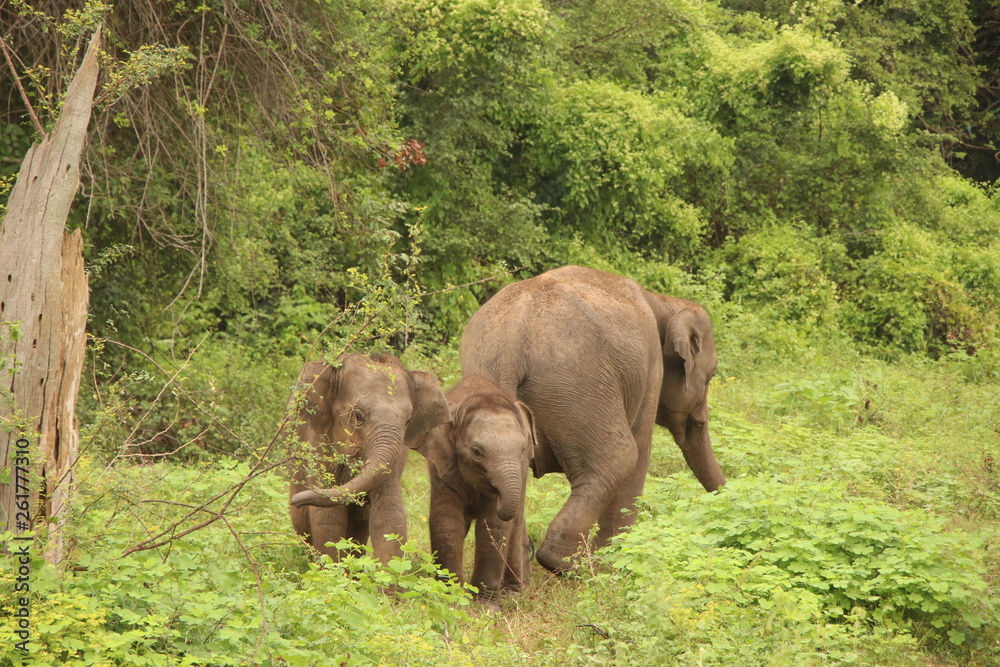 mother and baby elephants hanging out in the forest of sri lanka
