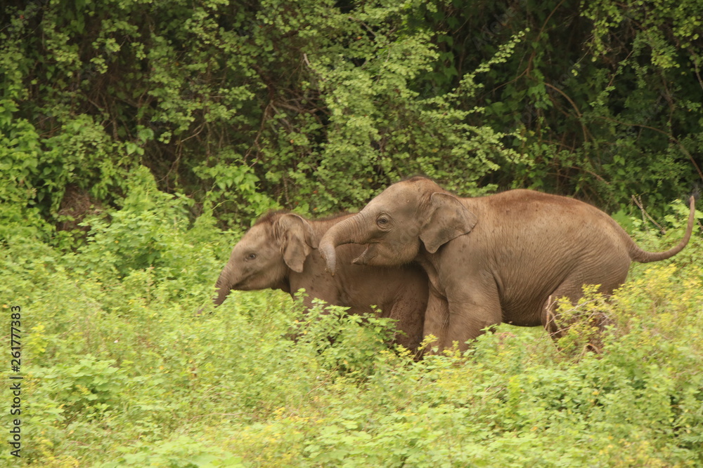 Fototapeta premium baby elephants fighting in sri lanka forest