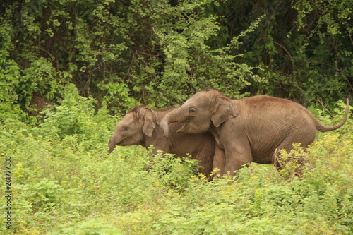 baby elephants fighting in sri lanka forest