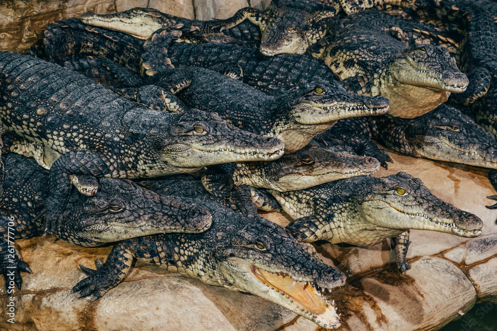 Group of crocodiles, flock of amphibians reptiles Group of crocodiles, flock of amphibians reptiles