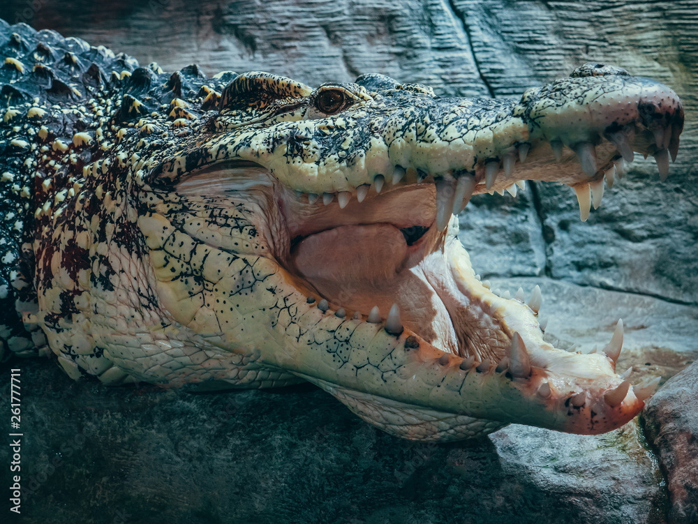 Φωτογραφία Big crocodile with open mouth and teeth, sign of aggression in wild animal life
