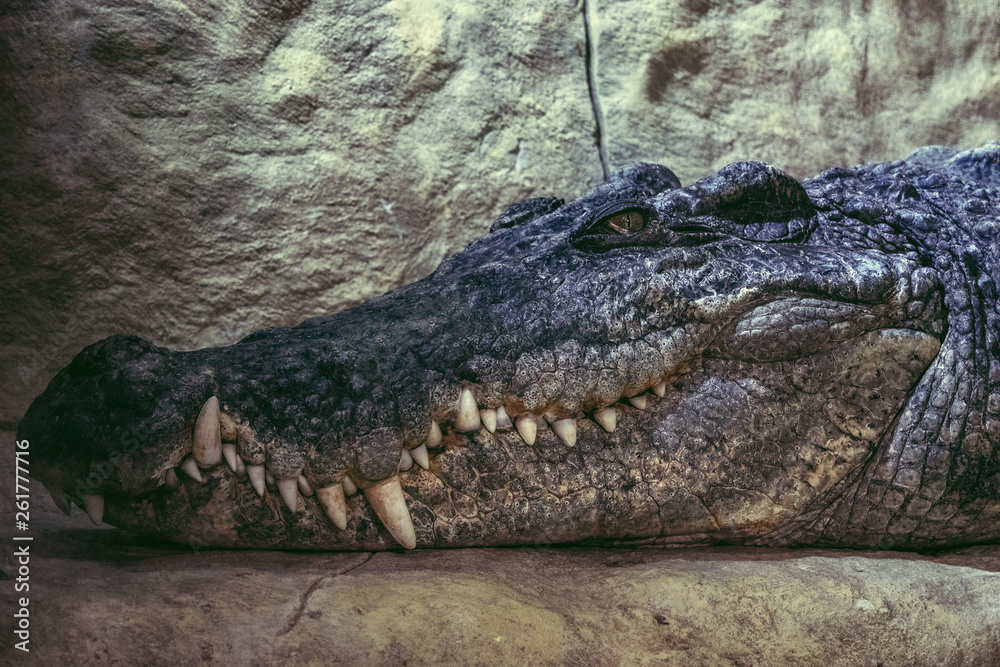 Obraz premium Close-up of crocodile face that rests lying on stone