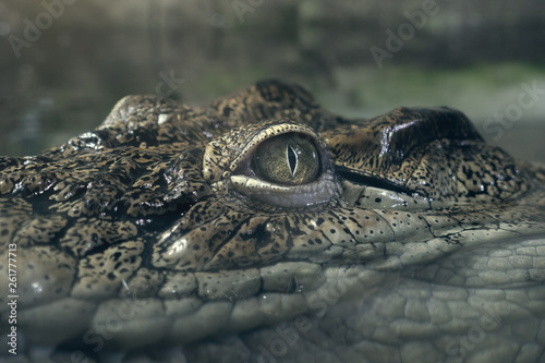 Crocodile eye above water surface looks at camera, close up