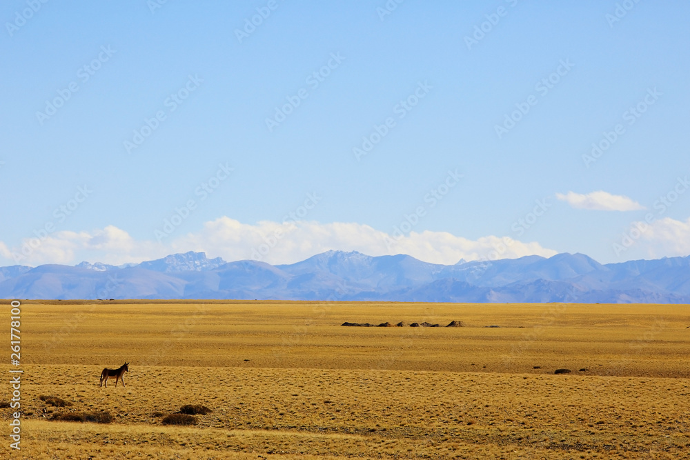 Obraz premium sheep on a mountain pasture