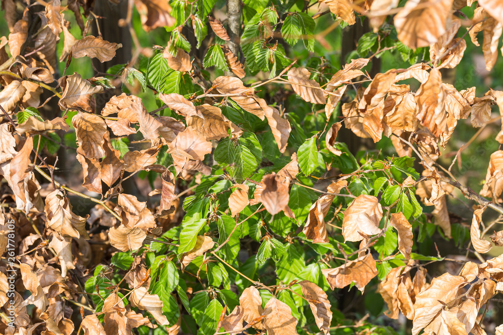 new green leafs on the beech new green leafs on the beech