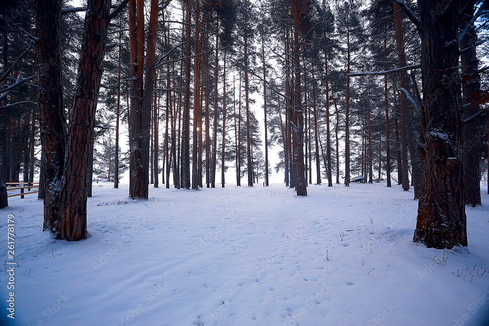 winter forest landscape / December view in a forest of powdered snow, snowfall landscape