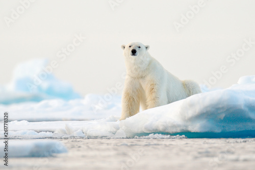 Fototapeta Polar bear on drift ice edge with snow and water in Norway sea