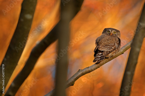 Pygmy Owl, sitting on tree branch with clear dark autumn orange forest background. Eurasian tinny bird in the habitat. Beautiful bird in evening sunset. Wildlife scene from wild nature. photo