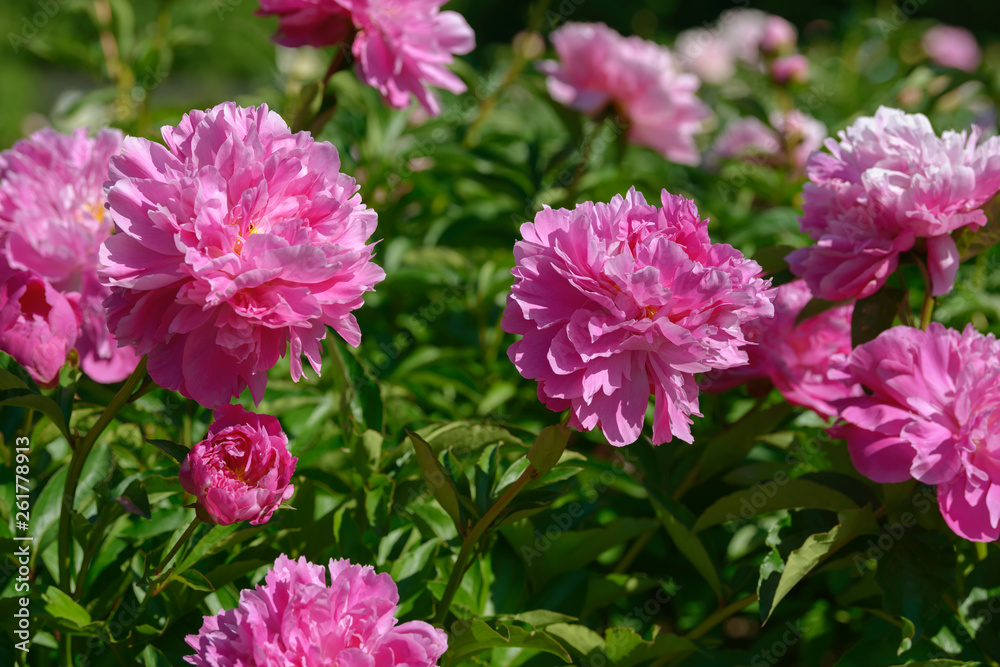 Peony flower. Red white and purple peony flowers blooming in the garden. Multicolor peonies macro closeup background.