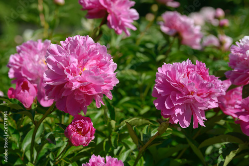 Peony flower. Red white and purple peony flowers blooming in the garden. Multicolor peonies macro closeup background.