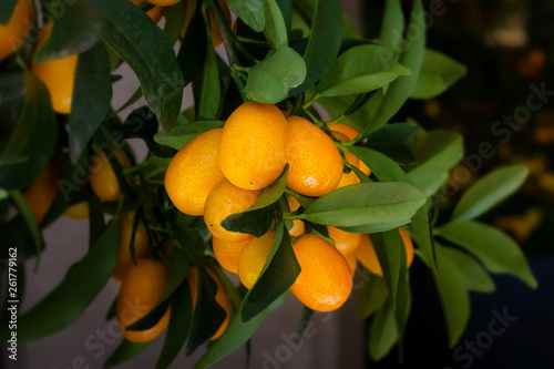 Small lemon tree with lemons