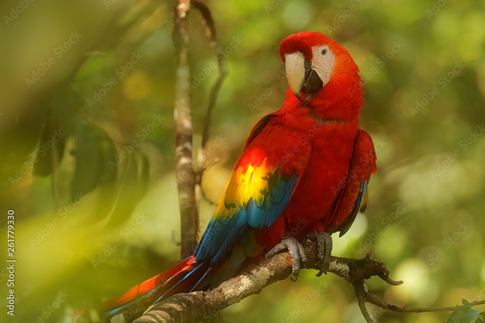 Red parrot Scarlet Macaw, Ara macao, bird sitting on the branch with food, Amazon, Brazil. Wildlife scene from tropical forest. Beautiful parrot on tree in nature habitat.