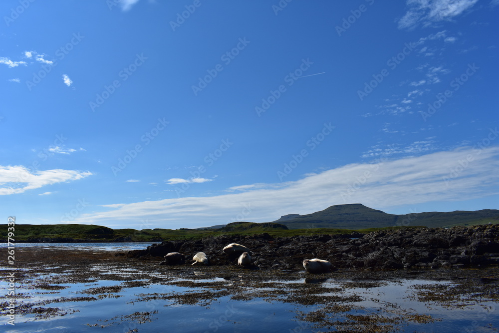 Scottish Landscapes - Highland Seals