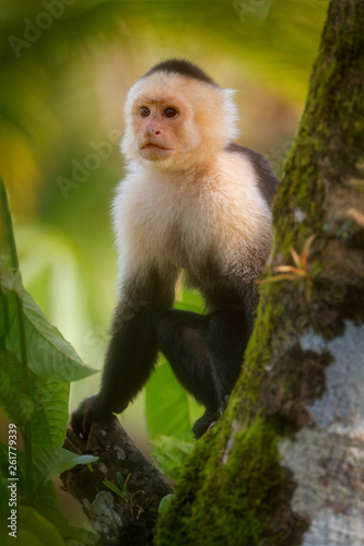 White-headed Capuchin  black monkey sitting on tree branch in the dark tropical forest.  Wildlife of Costa Rica. Travel holiday in Central America. Monkey in green jungle vegetation.