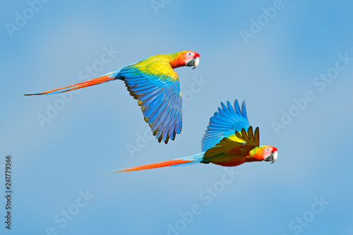 Red hybrid parrot in forest. Macaw parrot flying in dark green vegetation. Rare form Ara macao x Ara ambigua, in tropical forest, Costa Rica. Wildlife scene from tropical nature. Bird in fly, jungle. © ondrejprosicky