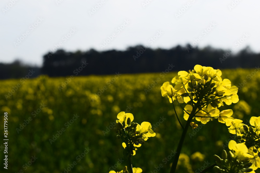 Fototapeta premium Gelbe Wiese der Natur