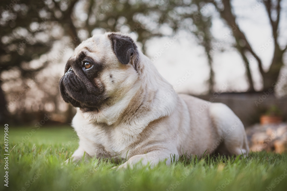 pug on grass