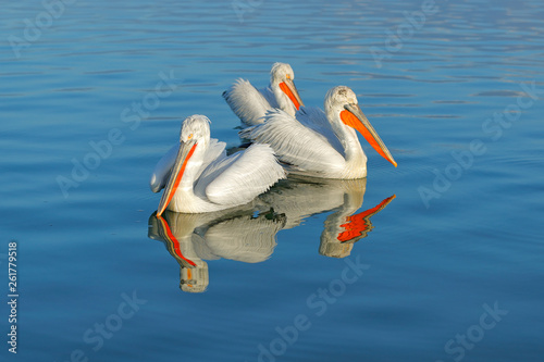 Dalmatian pelicans, Pelecanus crispus, in Lake Kerkini, Greece. Pelicans on blue water surface. Wildlife scene from Europe nature. Bird mountain background. Birds with long orange bills.