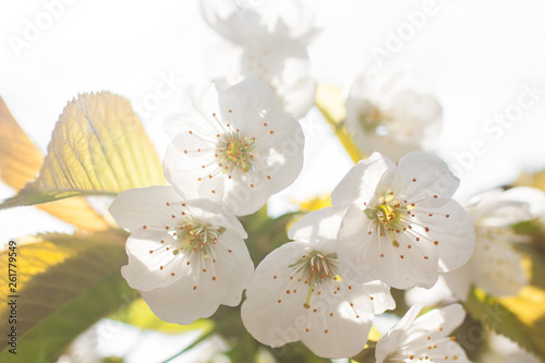 Spring blooming garden. Background with delicate flower cherry b