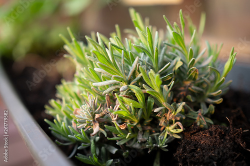 plant in a pot